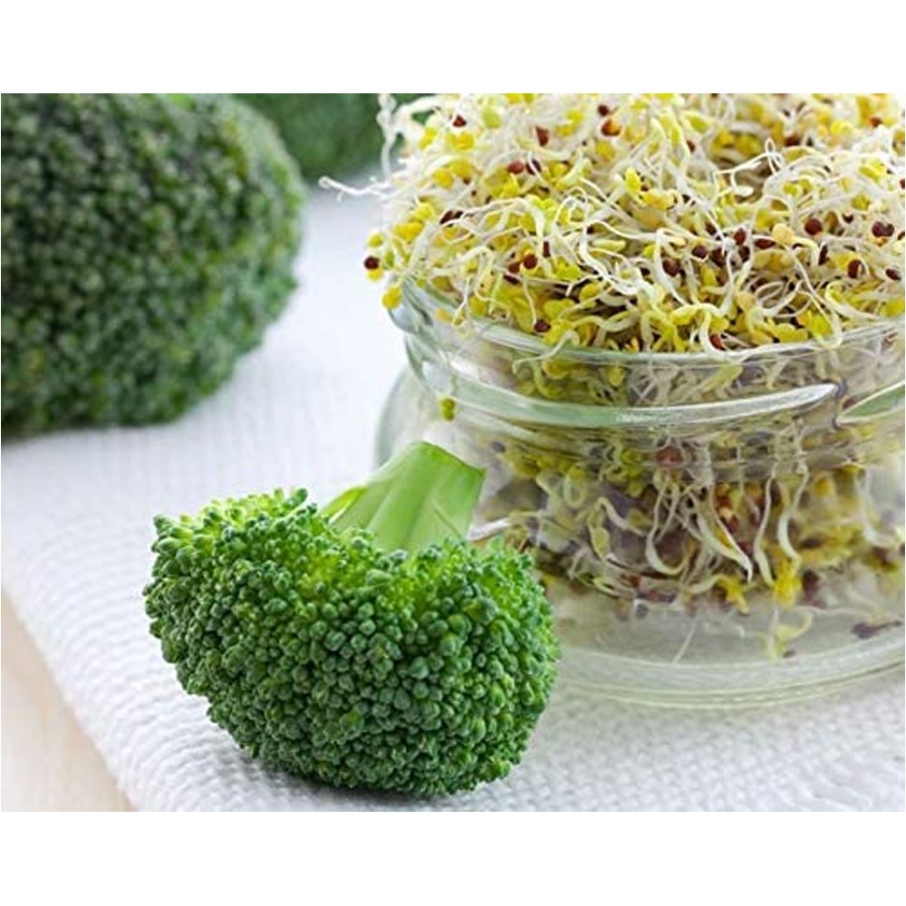 Food to Live Broccoli Seeds for Sprouting 1 Lb