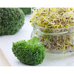 بذور البروكلي الطبيعية 454 جرام - Food to Live Broccoli Seeds for Sprouting 1 Lb